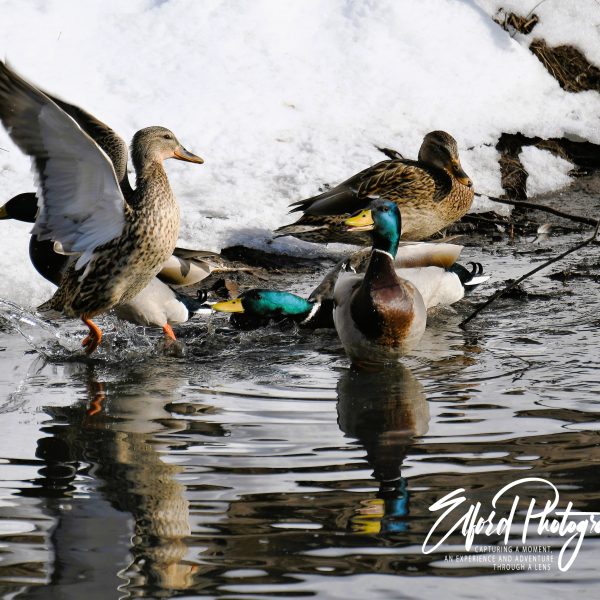 Duck - Image 3