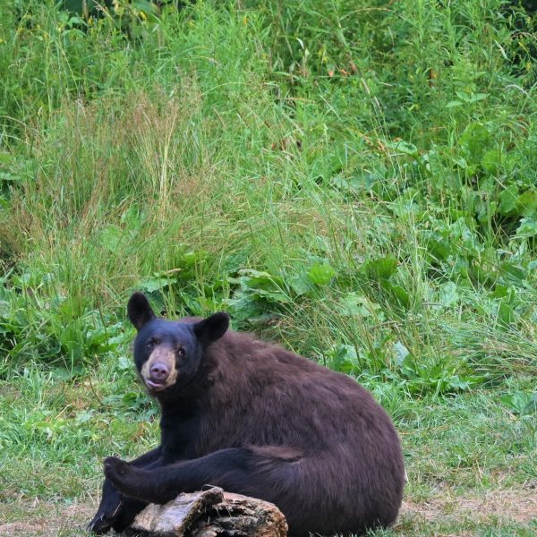 bear - Image 28