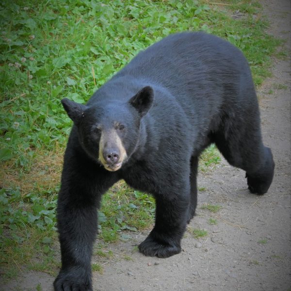 bear - Image 27