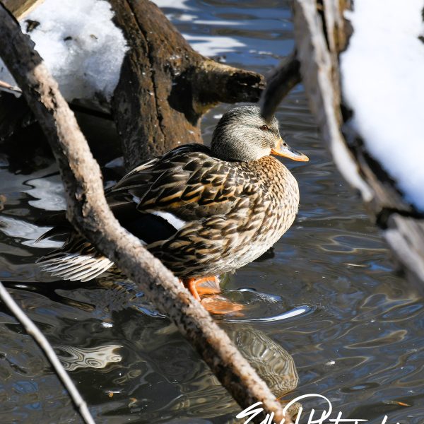 Duck - Image 2