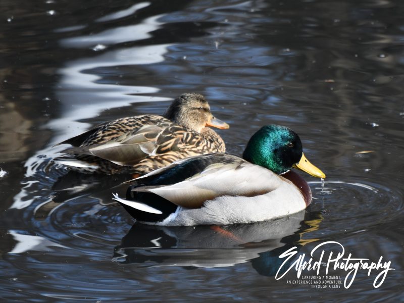 Duck