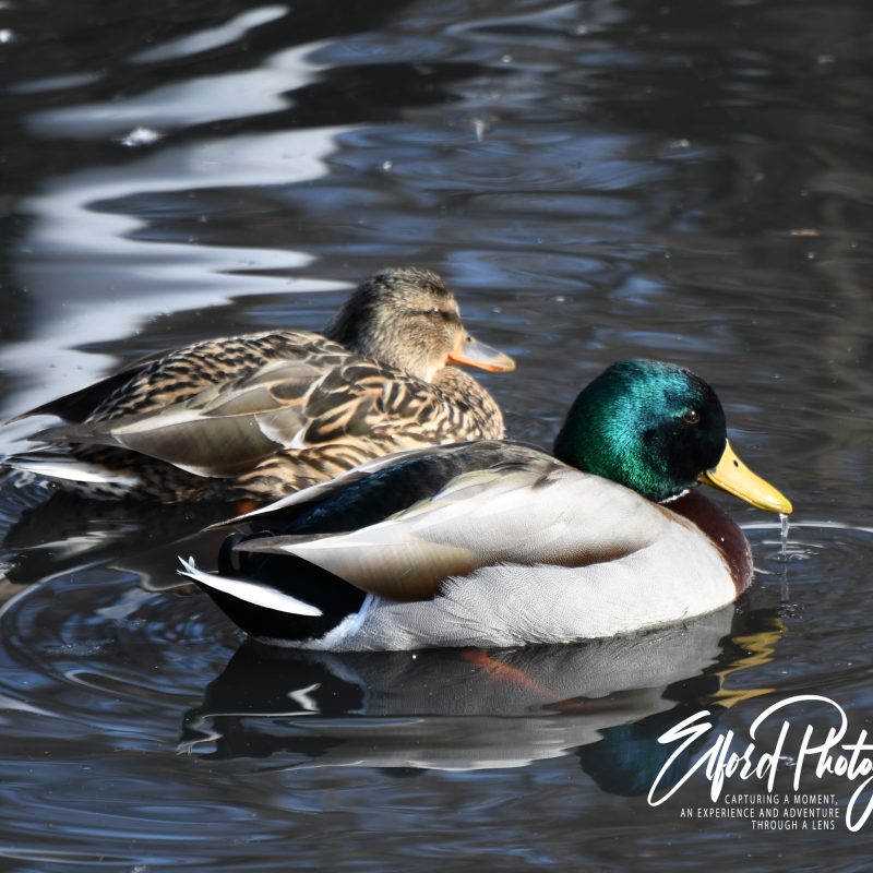 Duck