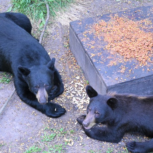 bear - Image 26