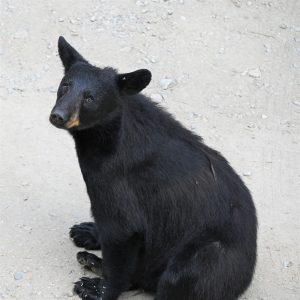 bear - Image 25