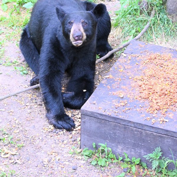 bear - Image 23