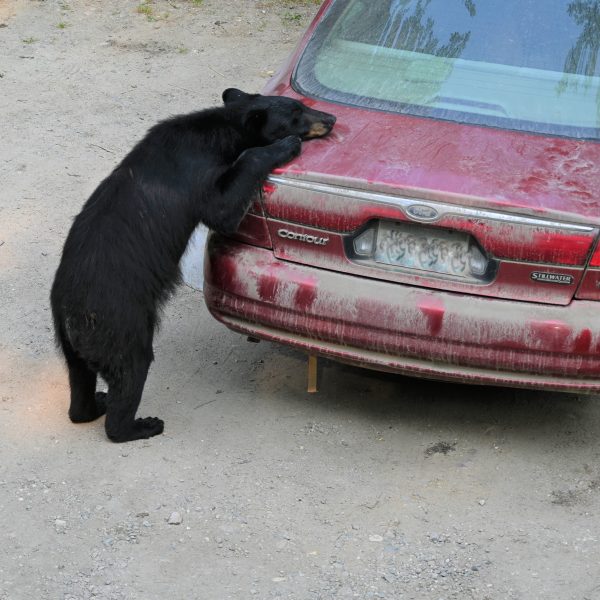 bear - Image 22