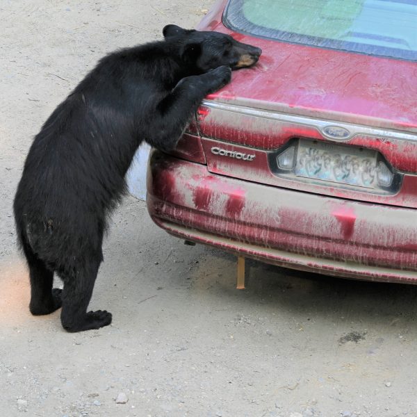 bear - Image 21