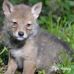 Coyotes - Image 12