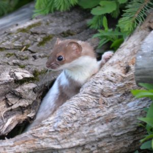 Weasel - Image 16