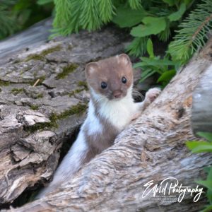 Weasel - Image 14