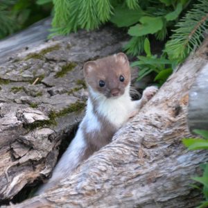 Weasel - Image 15