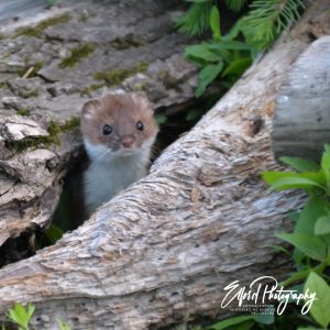 Weasel - Image 12