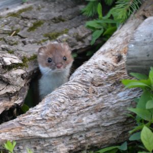 Weasel - Image 13