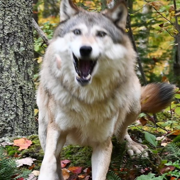 Wolf - Image 3