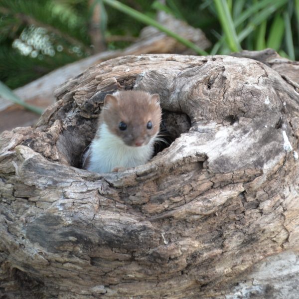 Weasel - Image 11