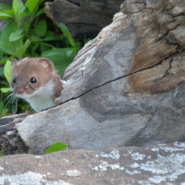 Weasel - Image 10