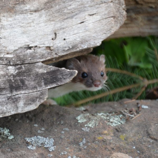 Weasel - Image 9