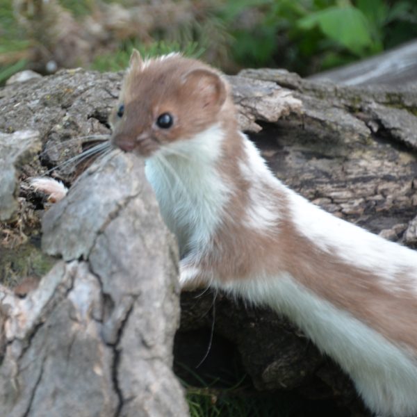 Weasel - Image 8