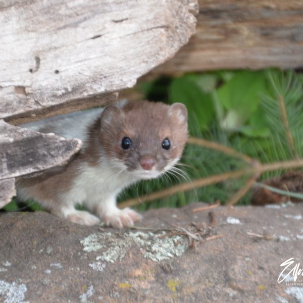 Weasel - Image 6