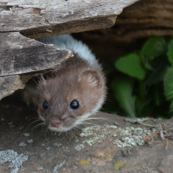 Weasel - Image 4