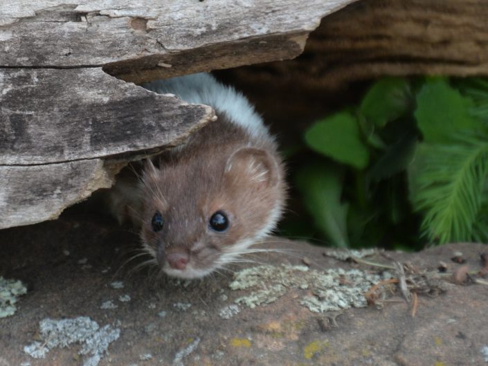 weasel