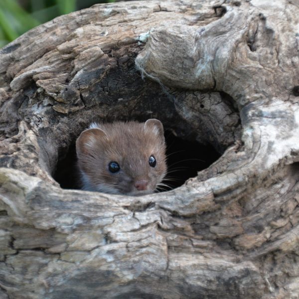 Weasel - Image 3