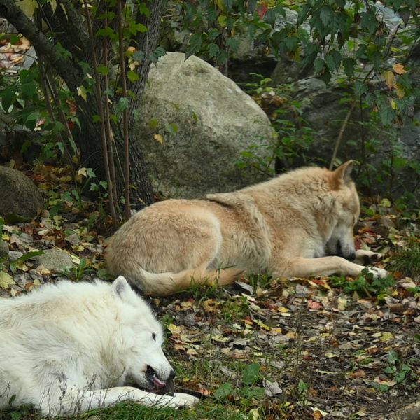international wolves - Image 15
