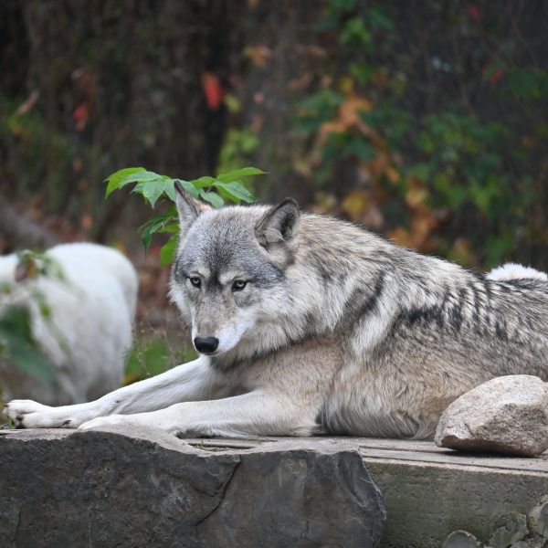 international wolves - Image 14