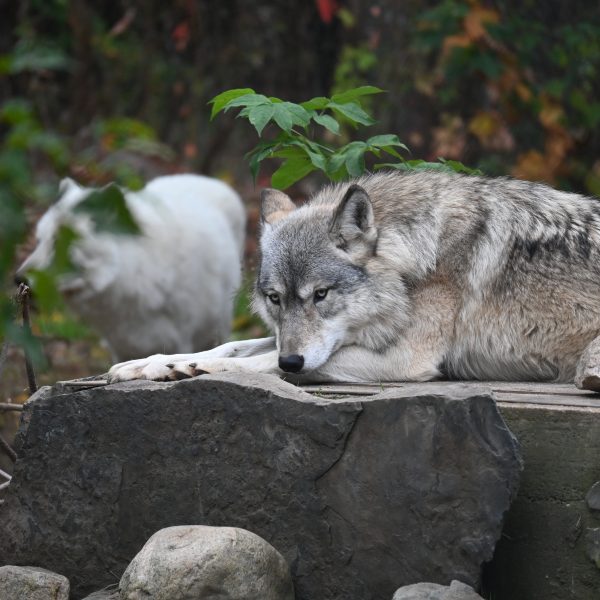 international wolves - Image 13