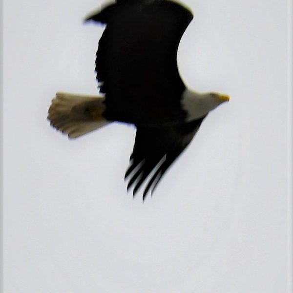 Eagle - Image 44