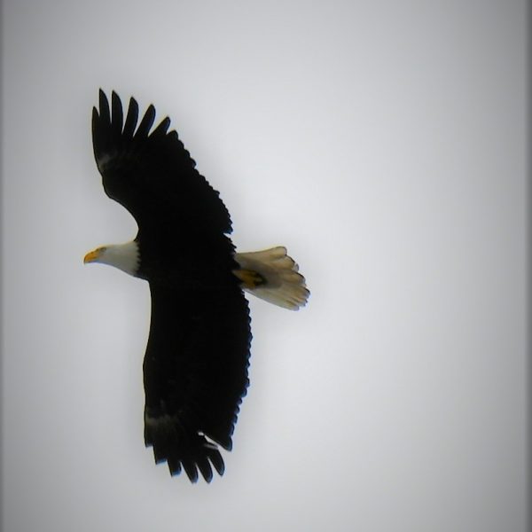 Eagle - Image 43