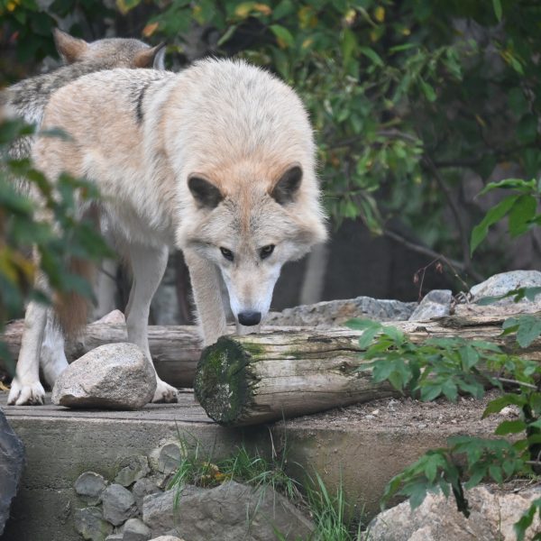 international wolves - Image 12