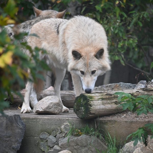 international wolves - Image 10