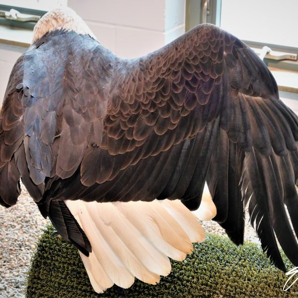 Eagle - Image 42