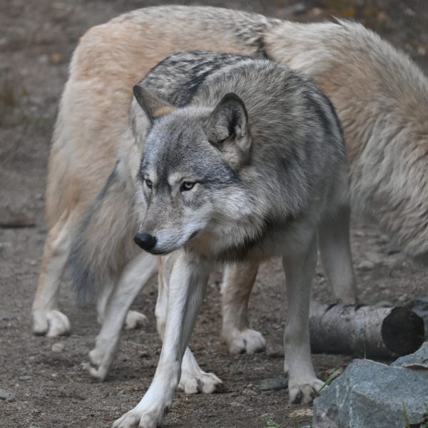 international wolves - Image 9
