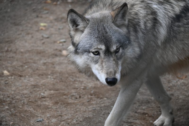 international wolves
