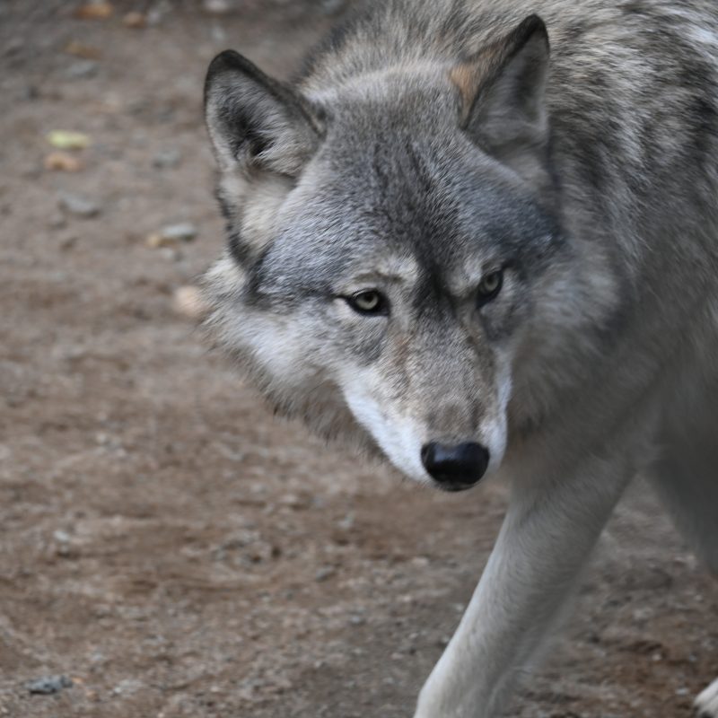 international wolves
