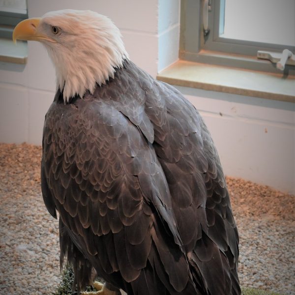Eagle - Image 41