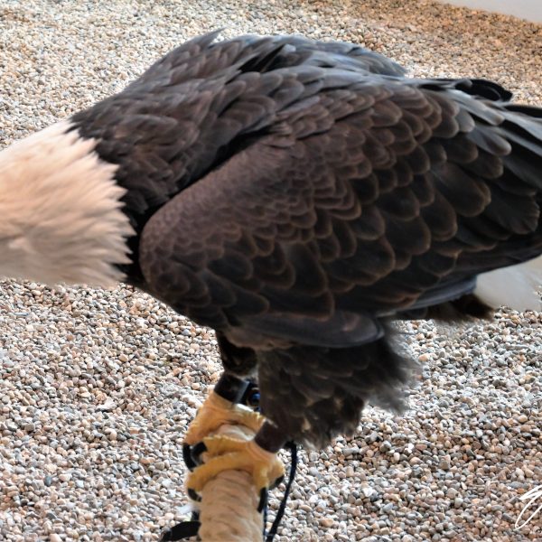 Eagle - Image 40