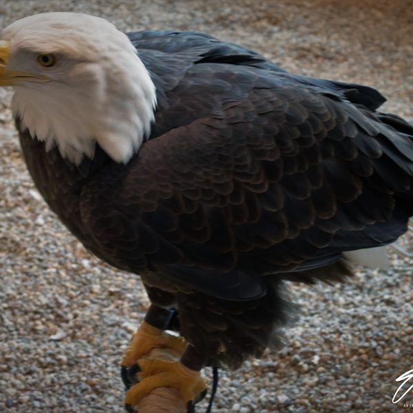 Eagle - Image 39