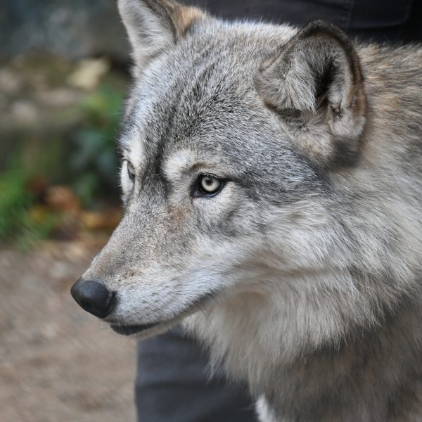 international wolves - Image 7