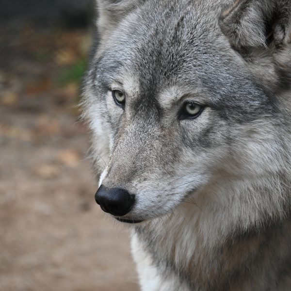 international wolves - Image 6