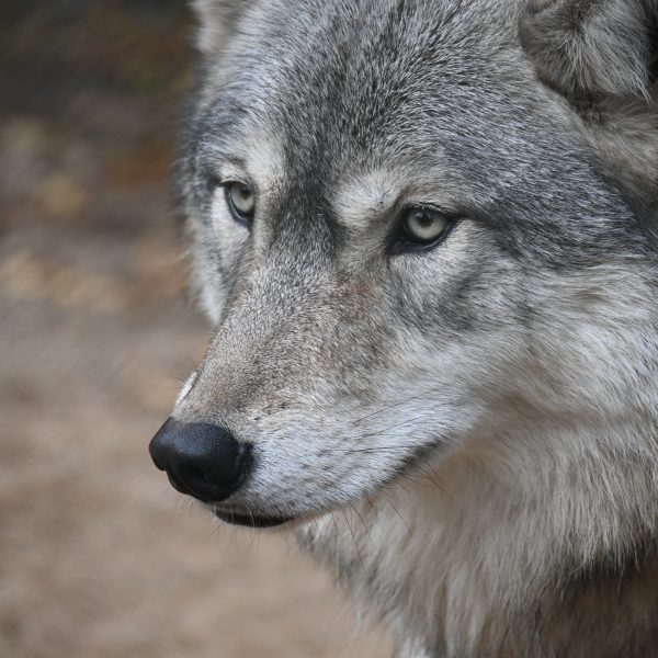 international wolves - Image 5