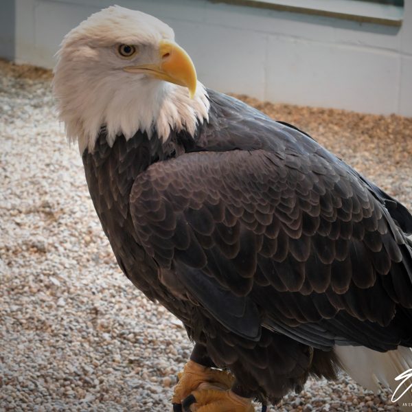 Eagle - Image 38