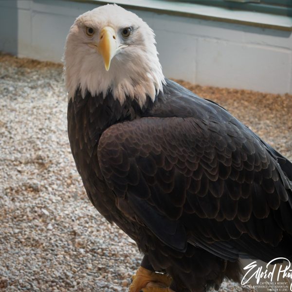 Eagle - Image 37
