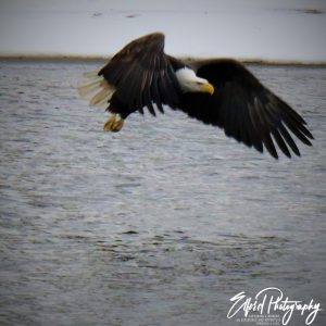 Eagle - Image 36