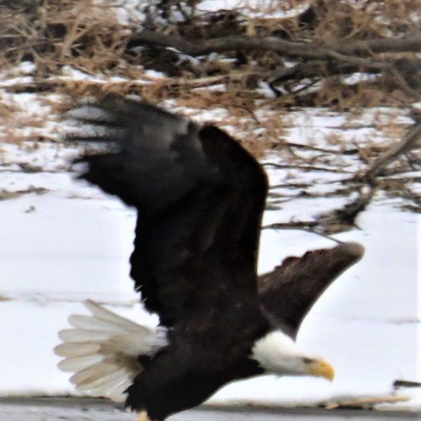 Eagle - Image 35