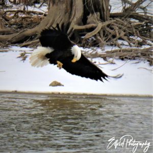 Eagle - Image 34