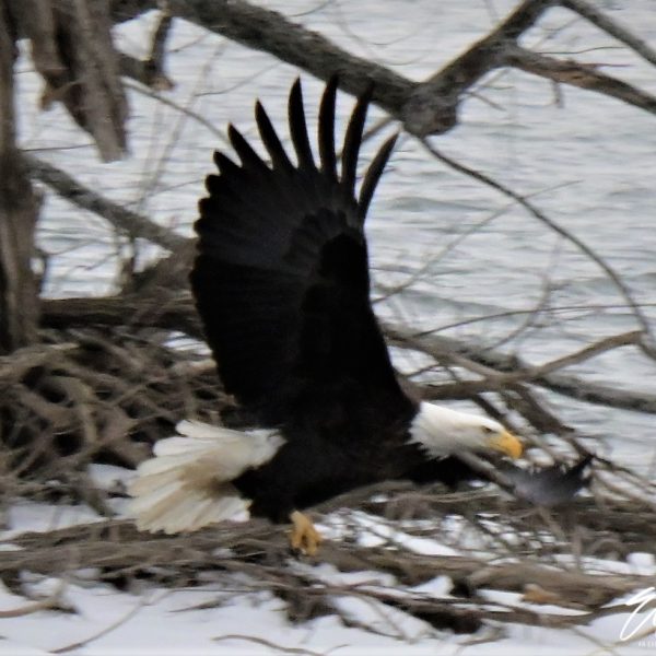Eagle - Image 33