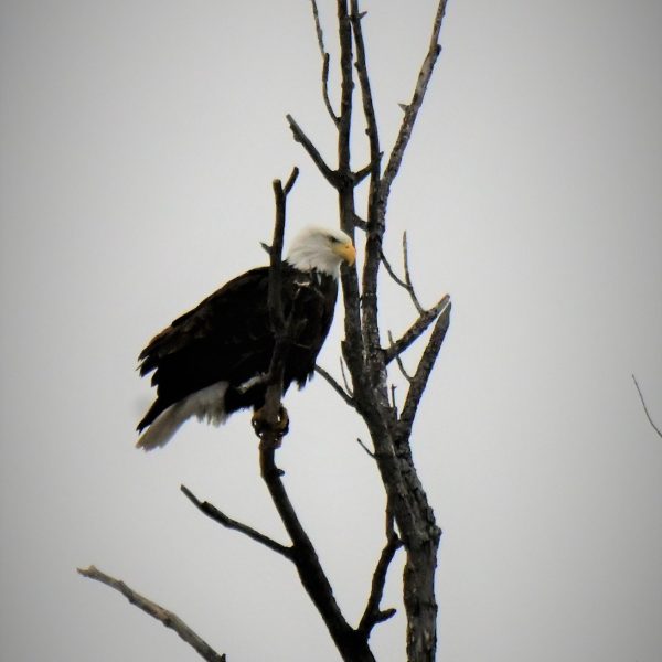 Eagle - Image 32